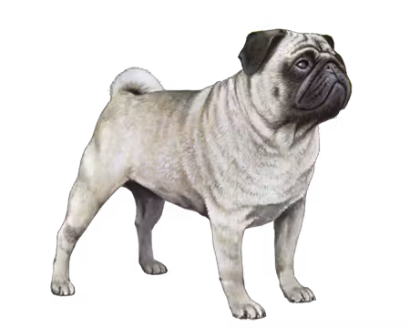 Pug