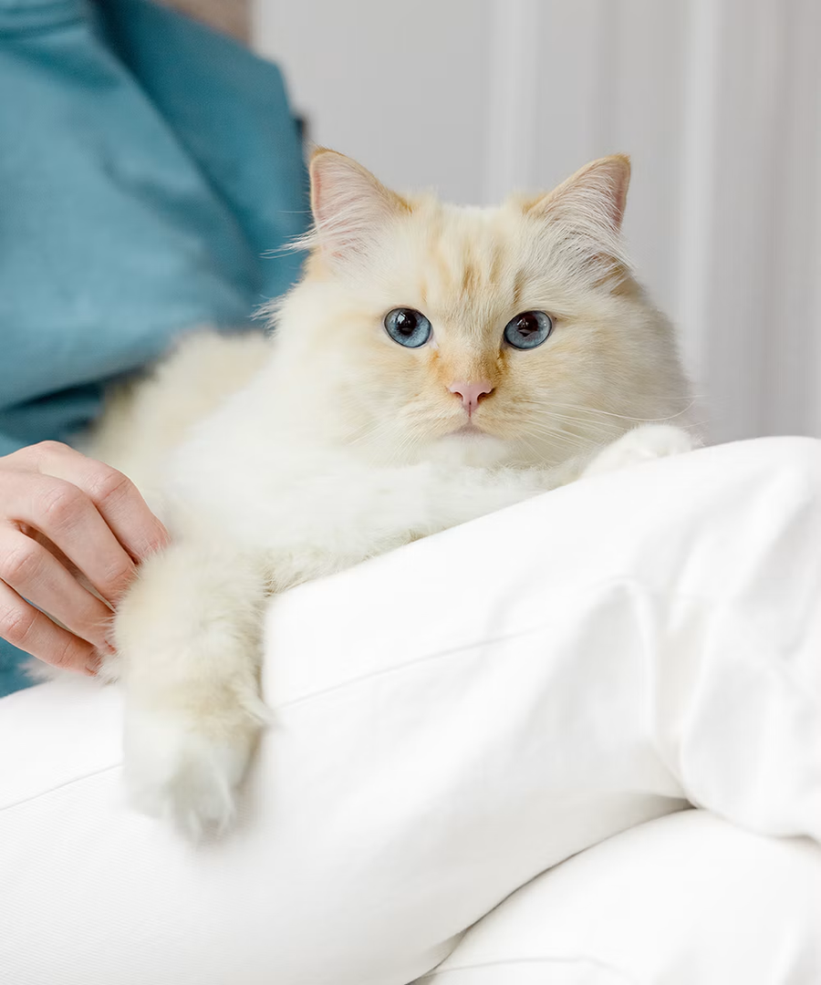 Customer’s pet