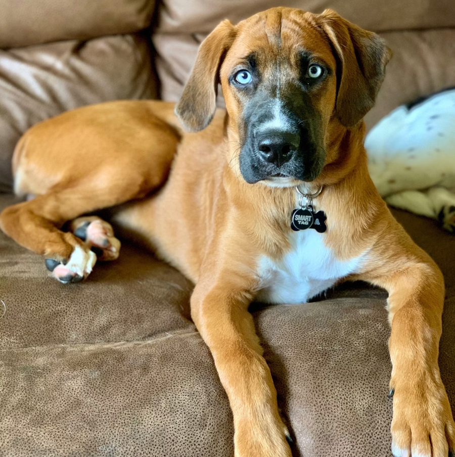 Customer’s pet