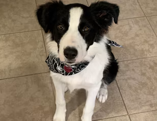 Customer’s pet
